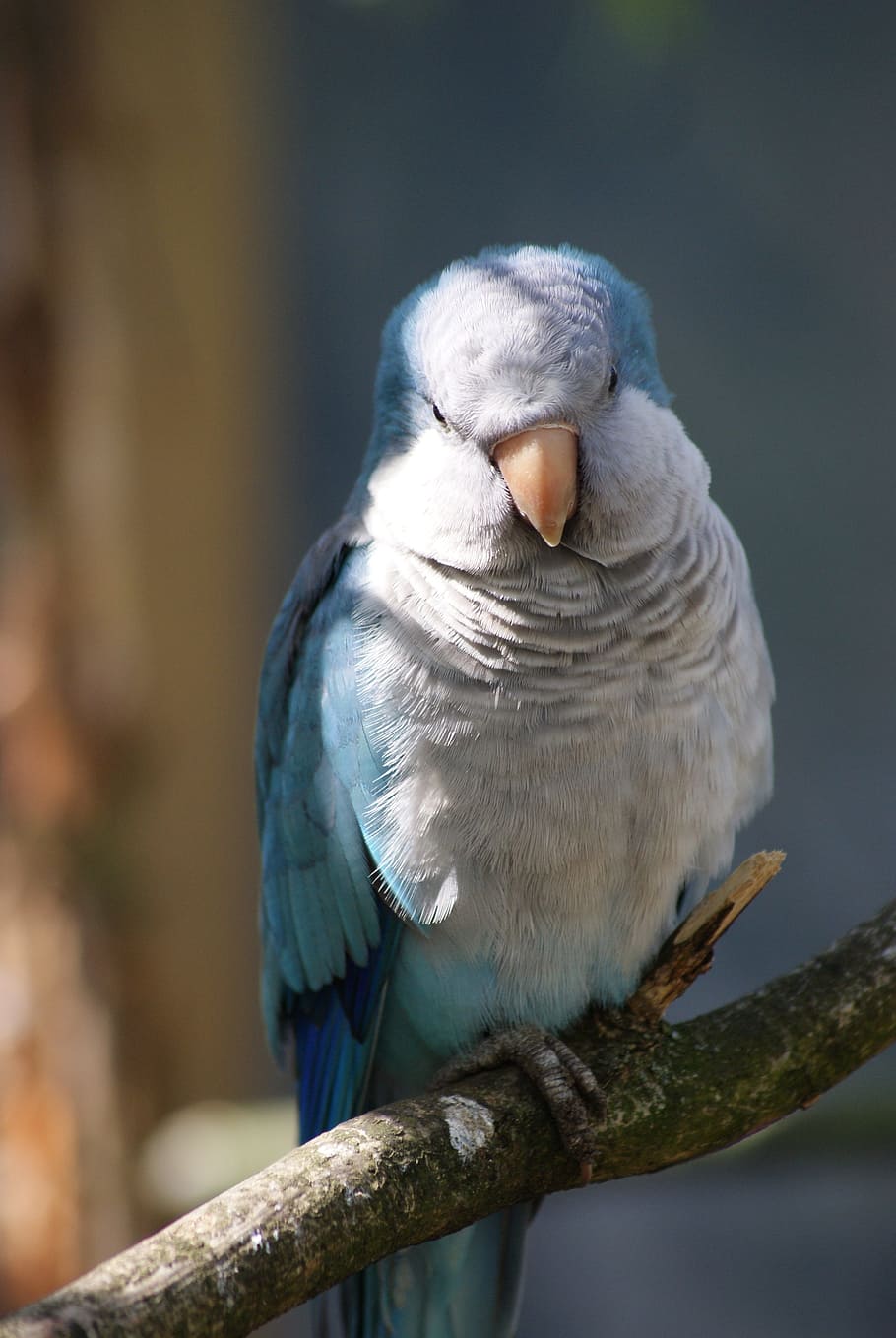 feathers, parakeet, small parrot, bird, plumage, vertebrate HD wallpaper