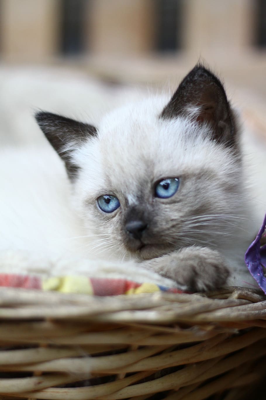 Siamese kitten on wicker bed in close-up photography, Animals HD wallpaper