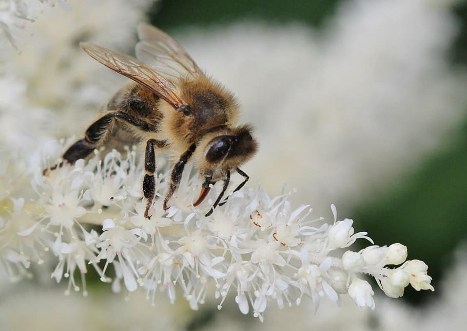 bee, insect, macro, blossom, bloom, pollen, pollination, flower HD wallpaper