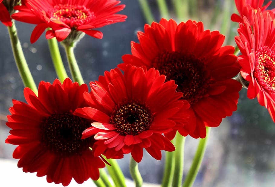 red daisy flowers close up photography, gerbera, floral, spring HD wallpaper
