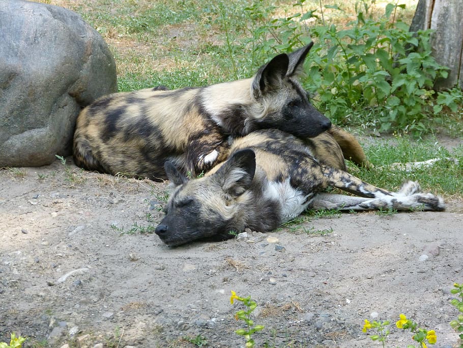 two African wild dogs lying on ground during daytime, zoo, hyena HD wallpaper