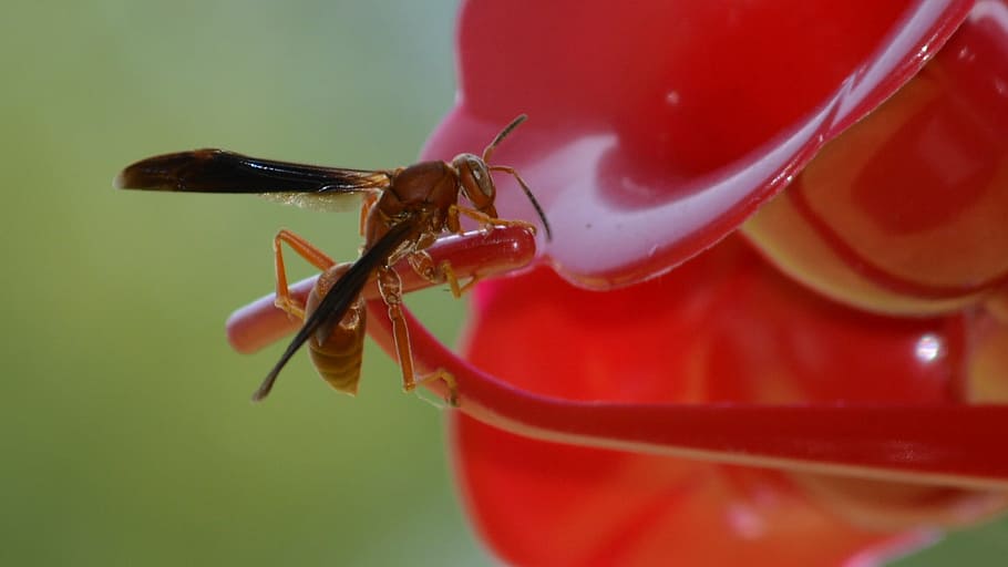 wasp, insect, bee, nature, bug, sting, stinging, jacket, stinger HD wallpaper