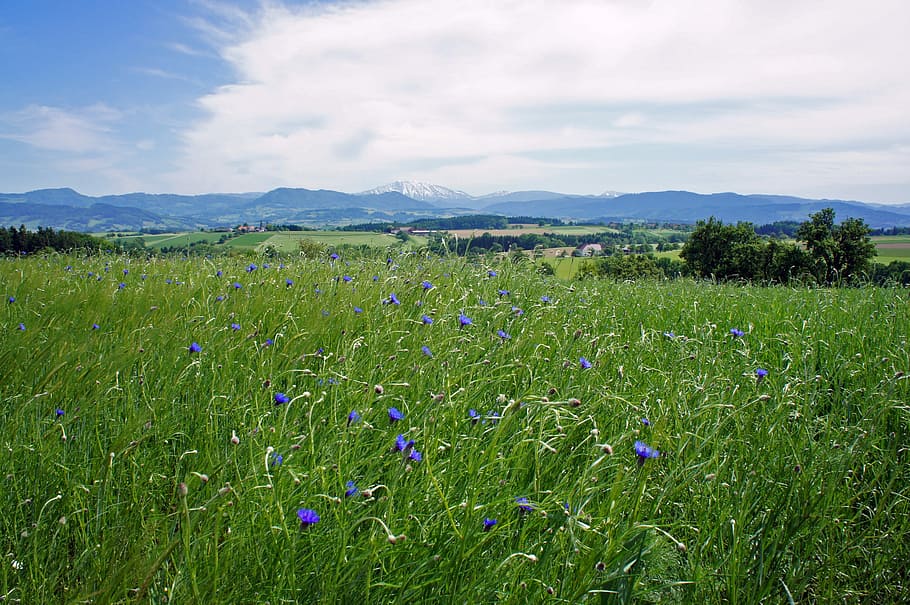 Nature, Spring, Landscape, Meadow, flower, mountains, austria HD wallpaper