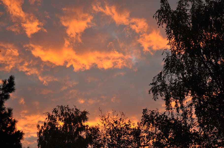 Sky, Sunset, Dusk, Clouds, red, at dusk, nature, tree, orange Color HD wallpaper