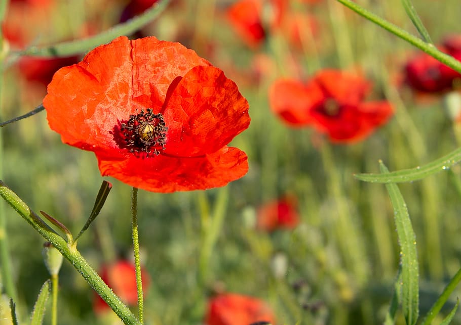 poppy, red, flower, spring, flowering plant, beauty in nature HD wallpaper