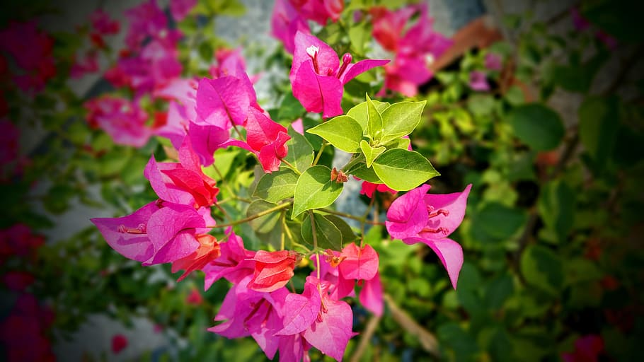 nature, flowers, summer, shrub, beautiful, bloom, blooming, blossom HD wallpaper
