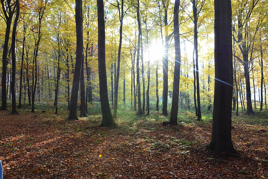 forest, autumn, tree, nature, landscape, foliage, autumn gold HD wallpaper