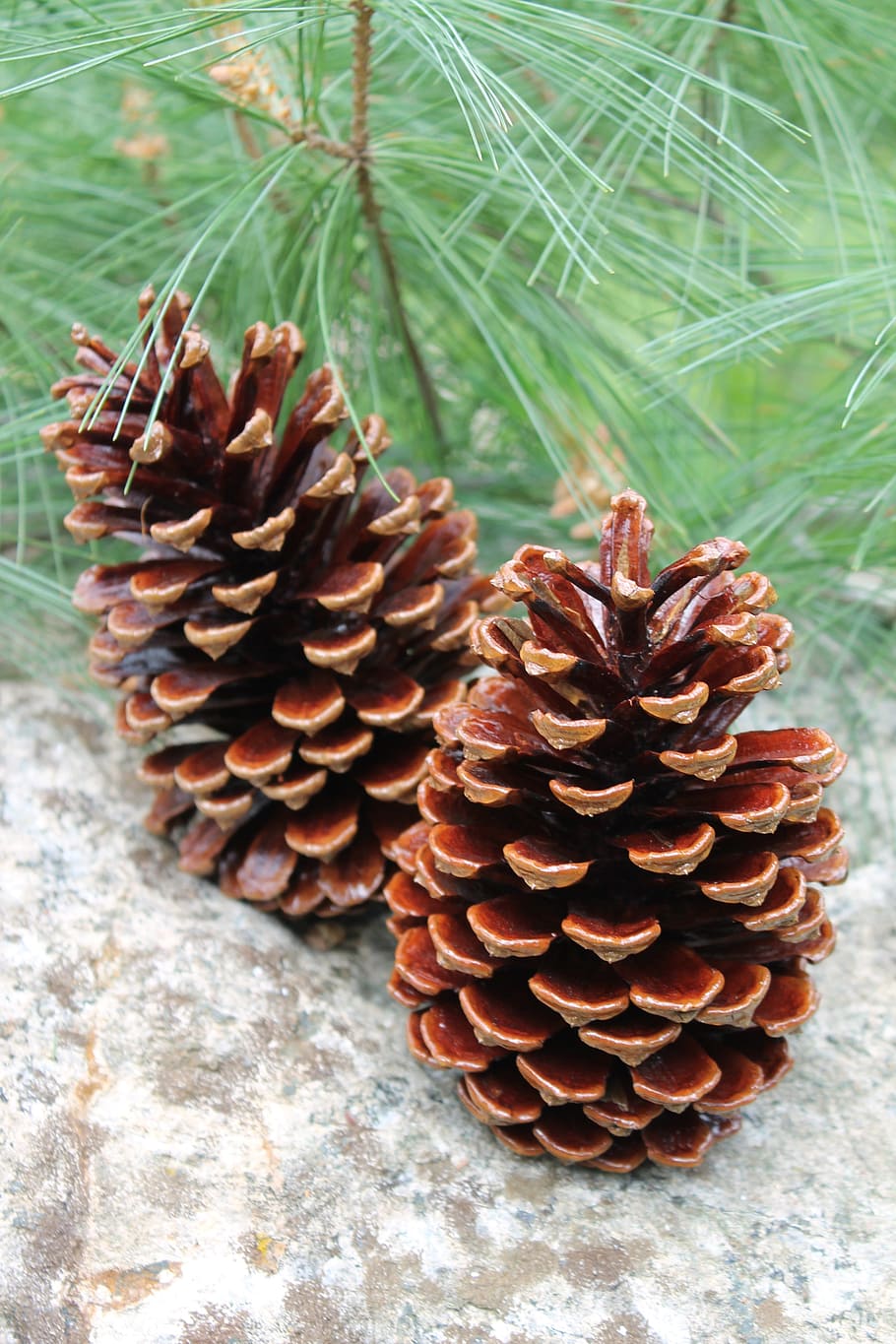 pinecone, nature, decoration, pine cone, close-up, growth, plant HD wallpaper