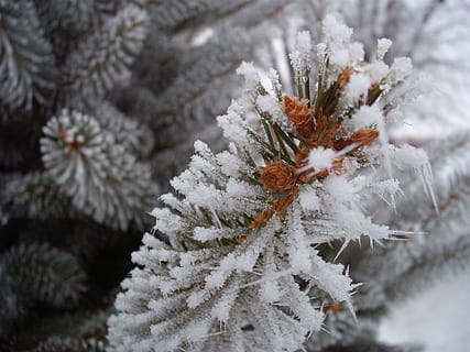 close up photography of pine tree, frost, winter, snow, branch HD wallpaper