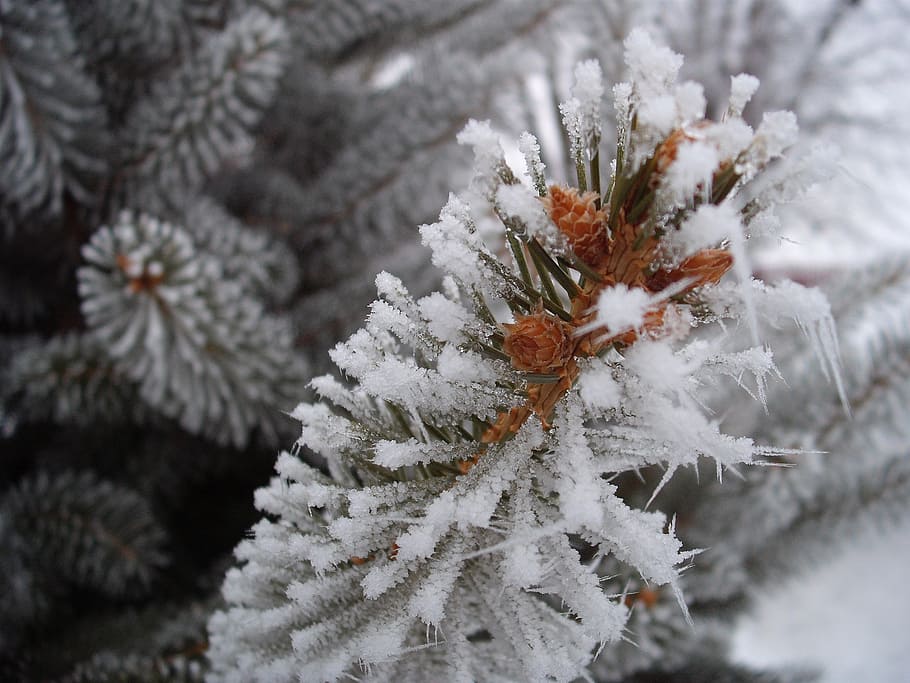 close up photography of pine tree, frost, winter, snow, branch, HD wallpaper