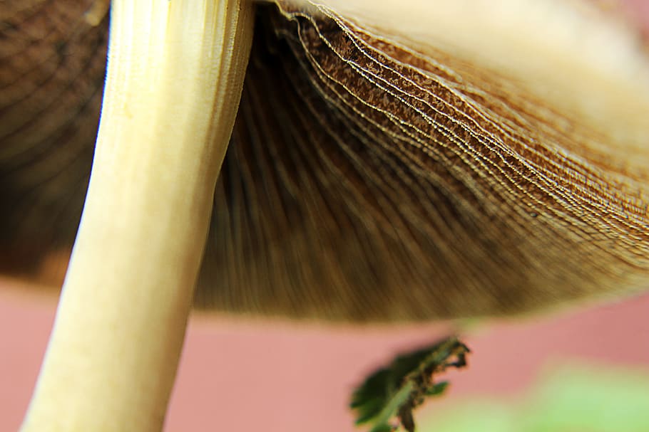 nature, mushrooms, forest, macro, spores, texture, close-up HD wallpaper