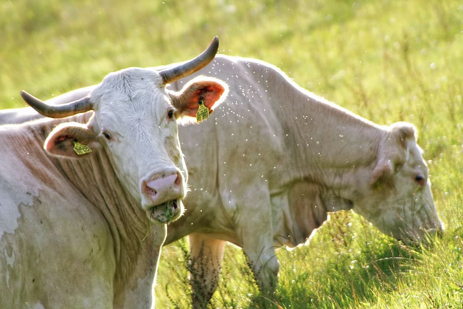 cows, evening sun, white, graze, animal themes, mammal, domestic animals HD wallpaper