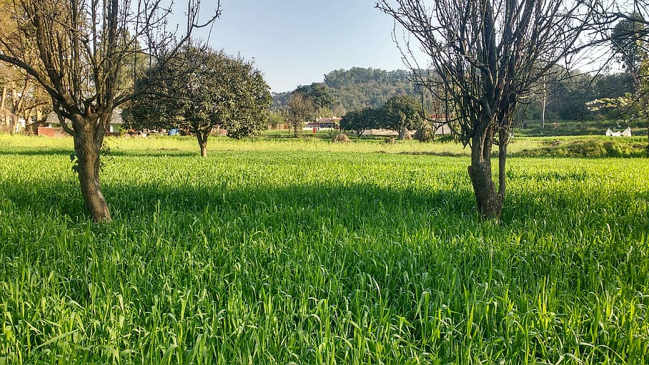 nature, landscape, grass, tree, flora, field, season, hayfield HD wallpaper