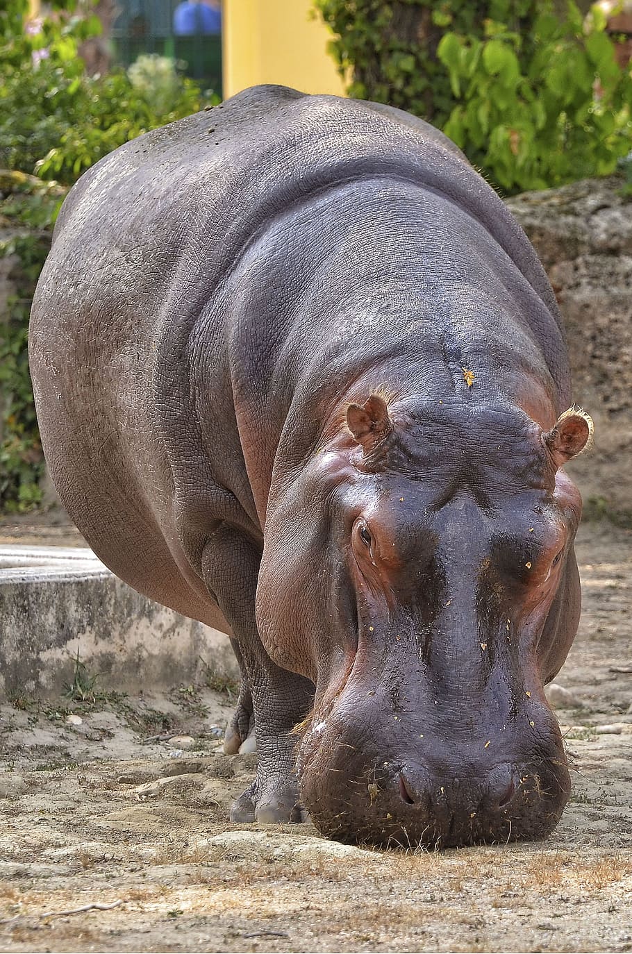 HD wallpaper: hippopotamus, zoo, mammal, water, herbivores, animal ...