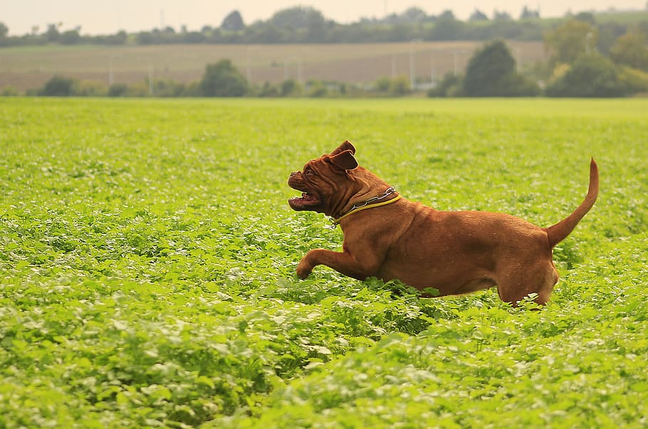 dog, mastiffs, bordeaux, dogue, outdoors, summer, funny, adult HD wallpaper