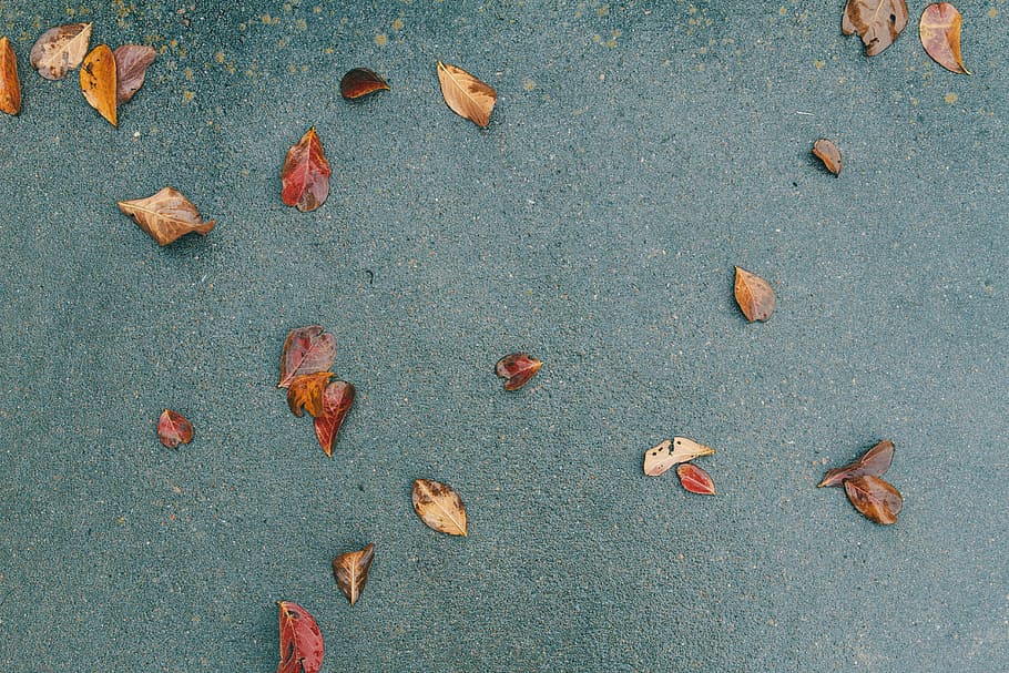 brown leaves on black sand taken at daytime, dried, green, surface HD wallpaper