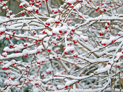 red cherries covered with snow, Berries, Winter, Nature, christmas HD wallpaper