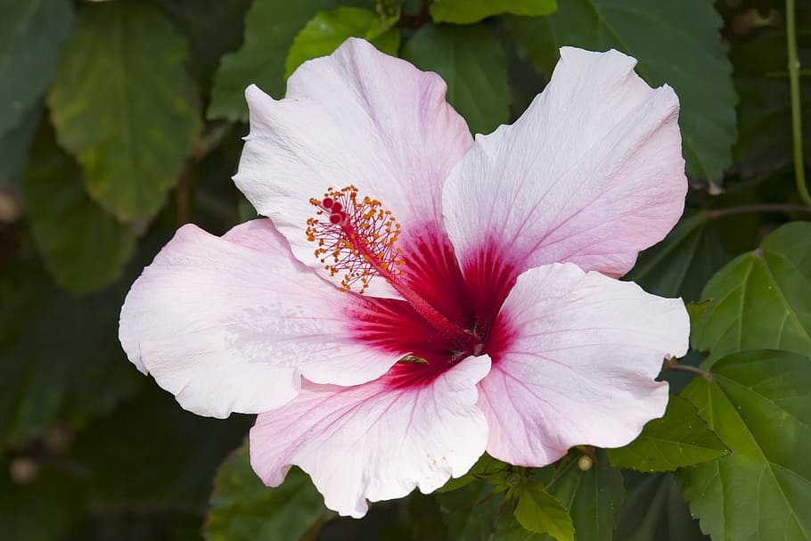 Blossom, Bloom, Close, Pink, Flower, nature, plant, petal, close-up HD wallpaper