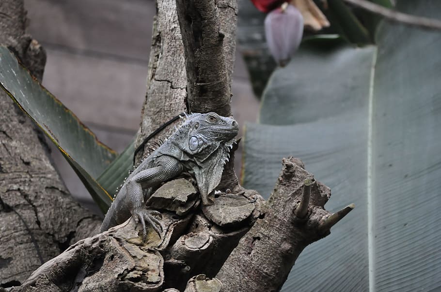Pet, Lizard, Protective Coloration, day, outdoors, army soldier HD wallpaper