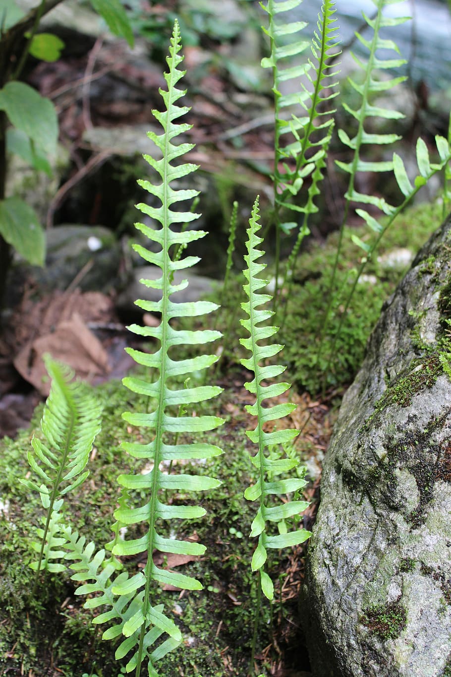 Fern, Nature, Plants, Forest, leaf, green Color, close-up, growth HD wallpaper