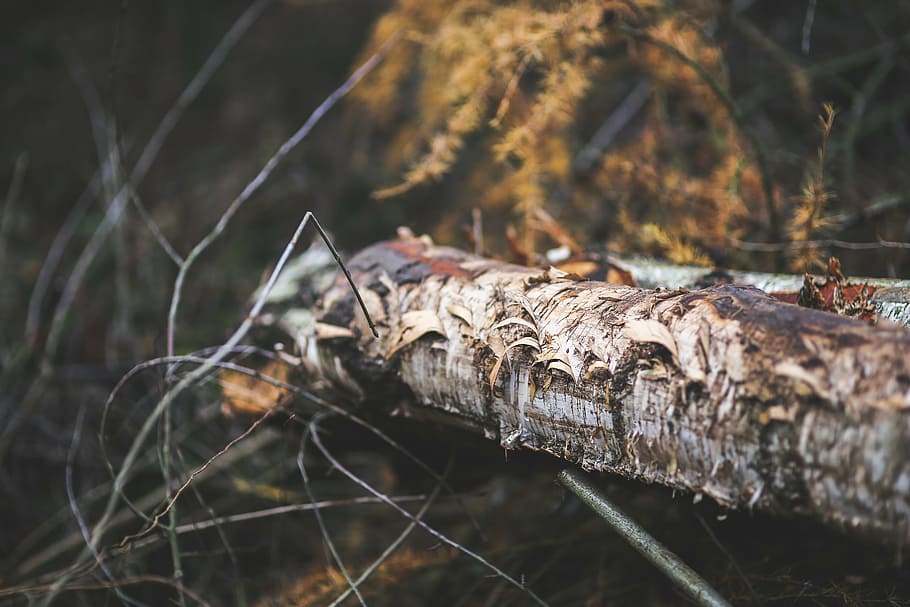 trunk, stump, tree, wood, forest, ragged, damaged, old, fall HD wallpaper