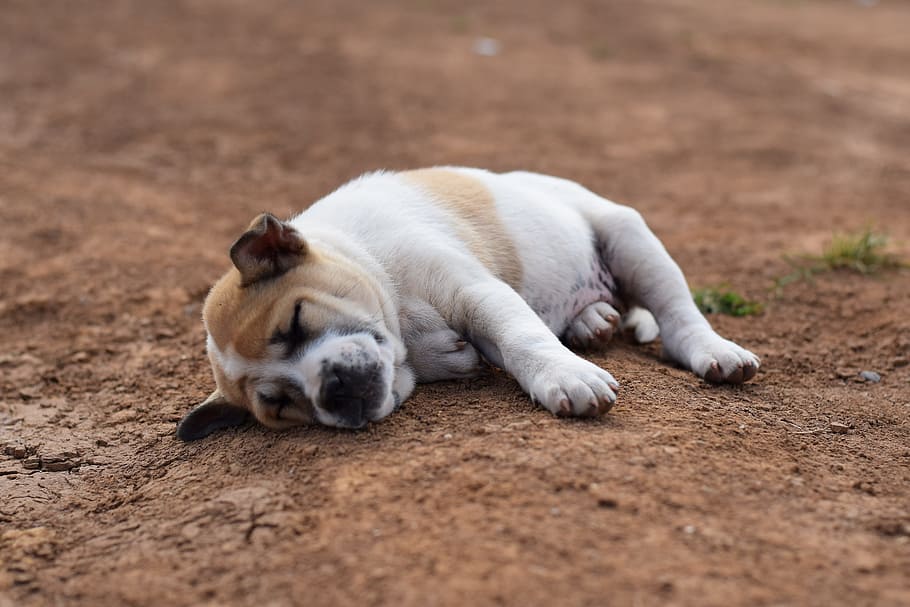 Animals, Dog, Sleep, Soil, comfortable, puppy, lonely, am lonely HD wallpaper