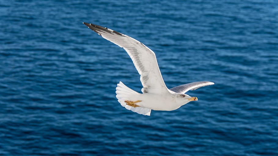 waters, nature, bird, sea, seagull, animals in the wild, animal wildlife HD wallpaper