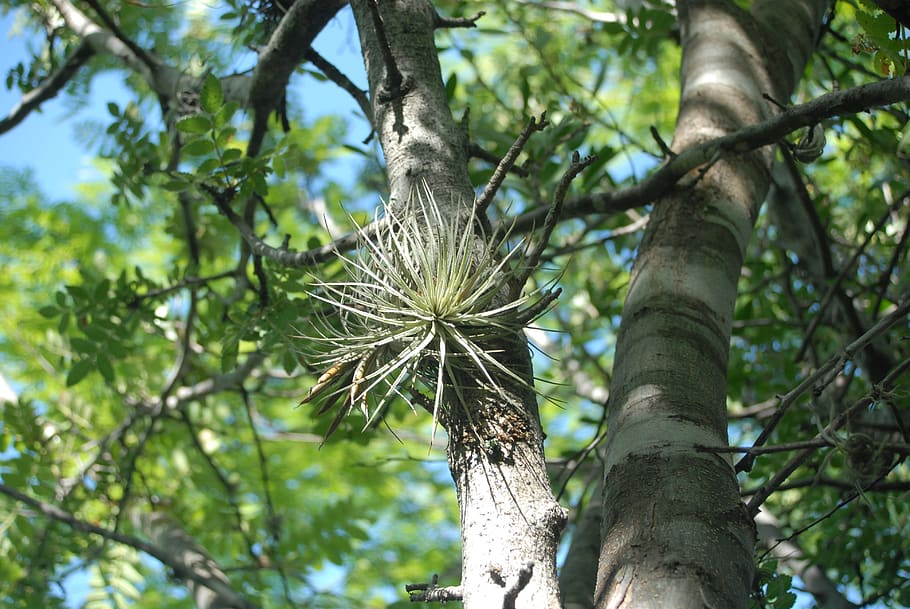tree, nest, branches, plant, low angle view, growth, trunk HD wallpaper