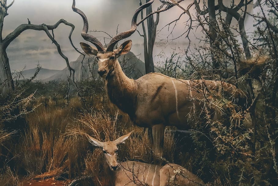 brown deers illustration, photo of two brown deer on grass, wild HD wallpaper