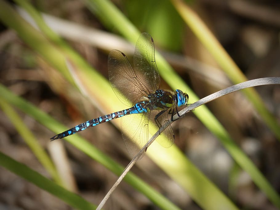 dragonfly, blue, wings, insect, aquatic, animal themes, animal wildlife HD wallpaper