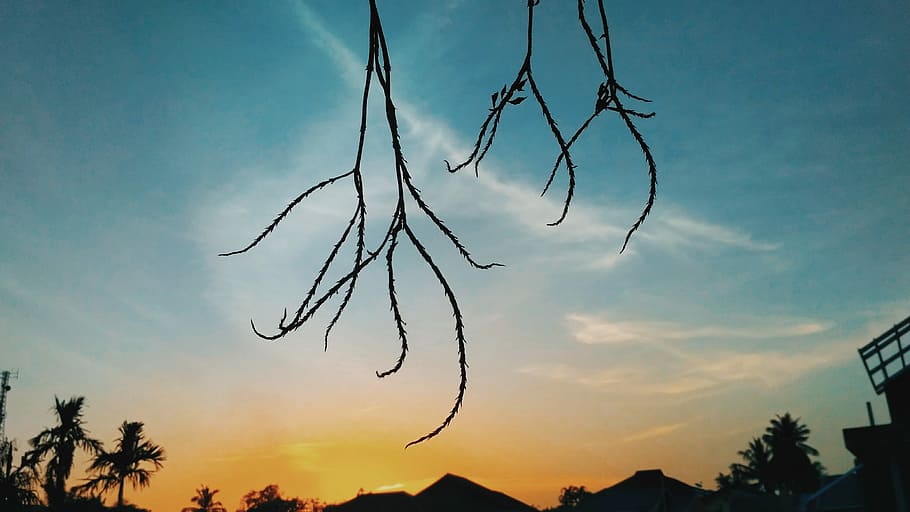 The Twigs, silhouette of branches during golden hour, sunset HD wallpaper