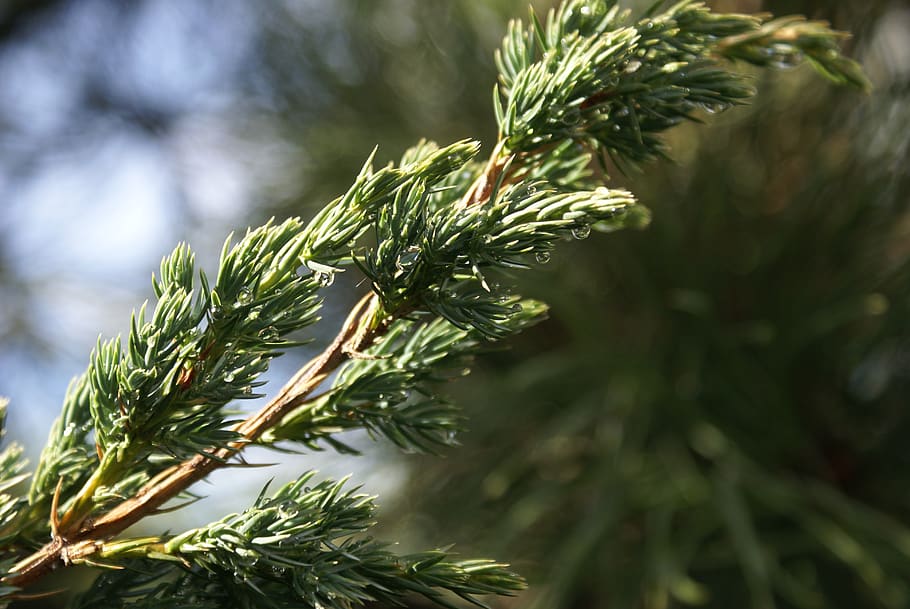 sprig, drops, juniper, juniper scaly, juniperus squamata, green, HD wallpaper