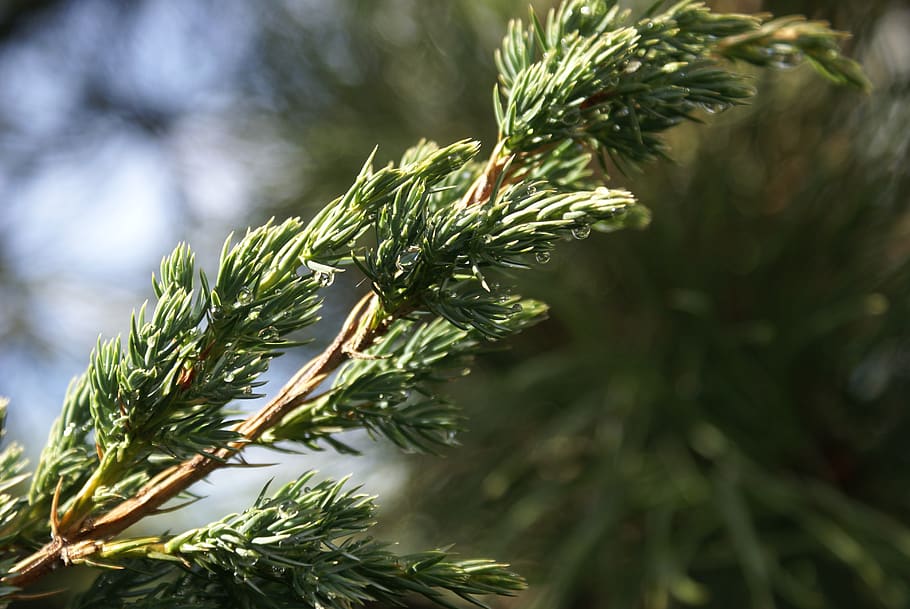 sprig, drops, juniper, juniper scaly, juniperus squamata, green HD wallpaper