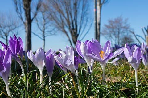 Crocus, Spring, Blossom, Bloom, Flowers, meadow, summer, pollen HD wallpaper