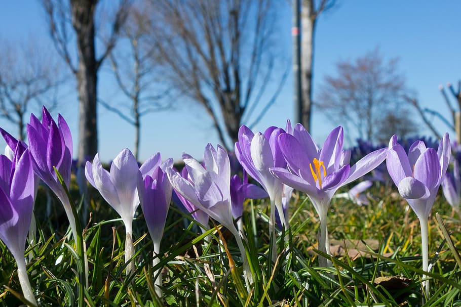 Crocus, Spring, Blossom, Bloom, Flowers, meadow, summer, pollen HD wallpaper