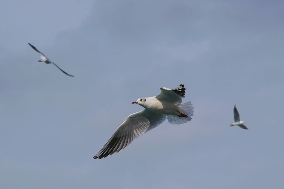 birds, flight, seagull, sky, flying, animal wildlife, animals in the wild HD wallpaper