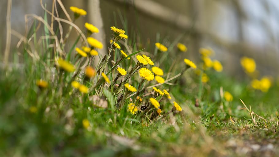 Nature, Background, Pattern, Plant, grasses, landscape, yellow HD wallpaper