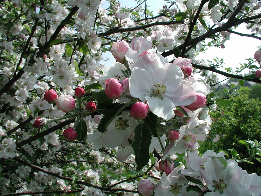 Flowers, Trees, Spring, Blossom, Nature, ornamental cherries HD wallpaper