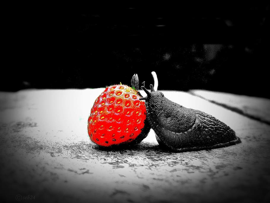 strawberry, snail, red, fruit, food, freshness, ripe, dessert HD wallpaper