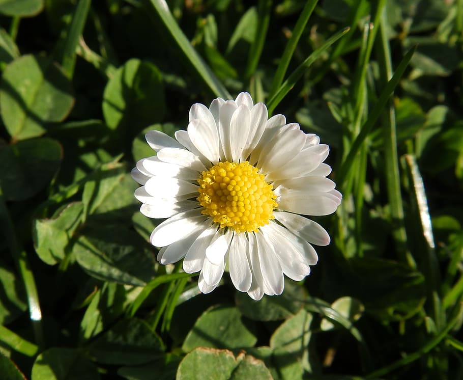 daisy, tausendschön, composites, little daisy, green, flora HD wallpaper