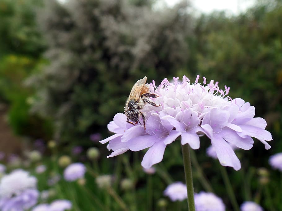 flower, bee, pollination, nature, pollen, flowering plant, animal themes HD wallpaper
