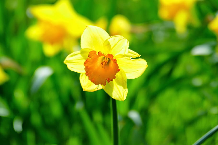 daffodil, flower, spring, yellow, blossom, bloom, plant, easter HD wallpaper