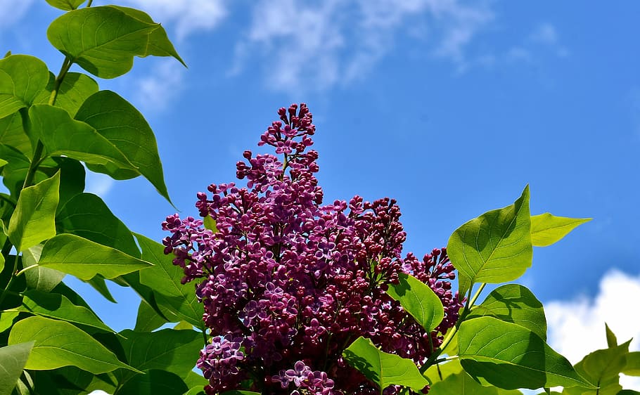 lilac, bush, bloom, lilac branch, plant, blossom, ornamental shrub, HD wallpaper