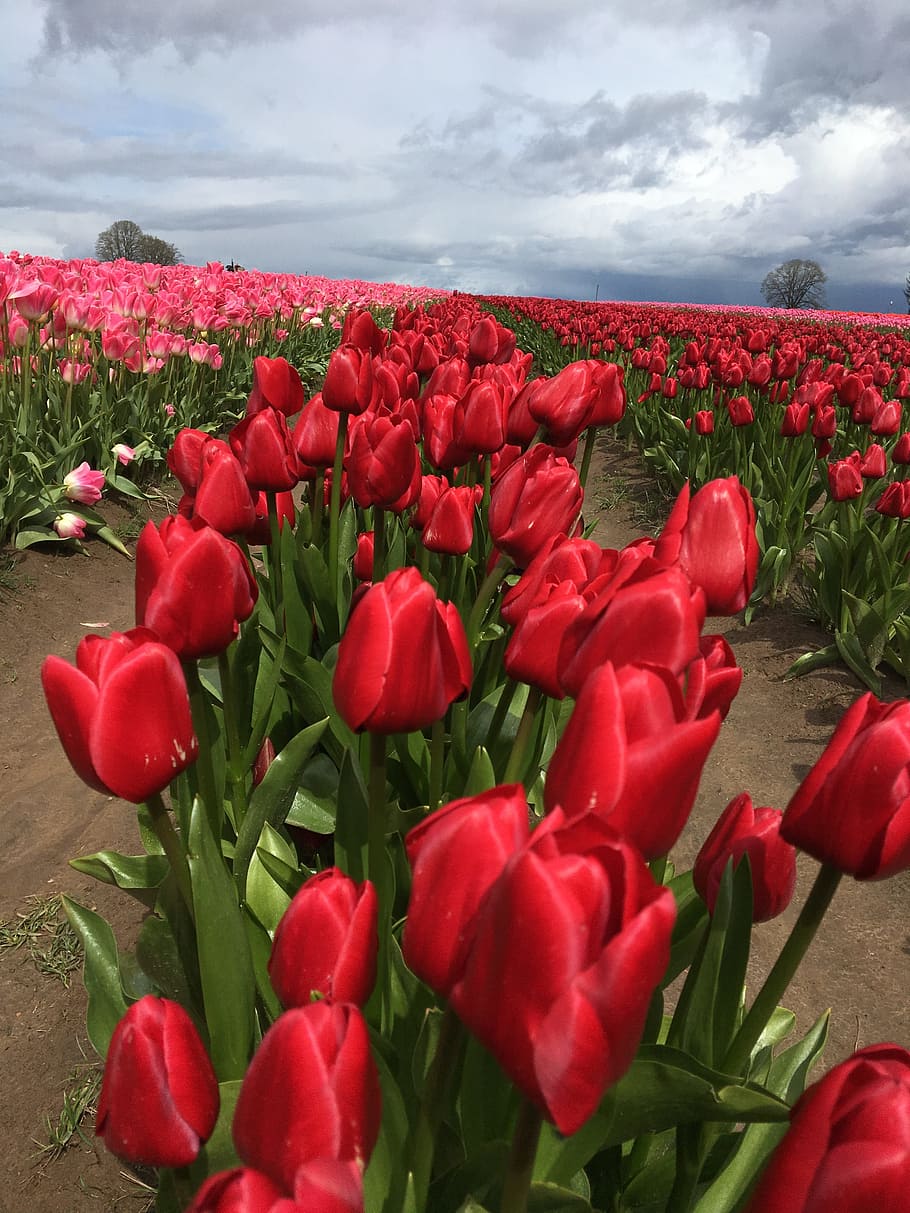 Tulip, Spring, Blossom, Garden, red, blooming, field, flower HD wallpaper