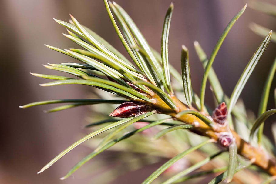 Pine, Needles, Spring, pine needles, frühlingsanfang, spruce