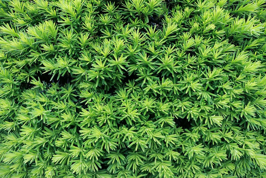 plant, green, green color, growth, full frame, backgrounds HD wallpaper