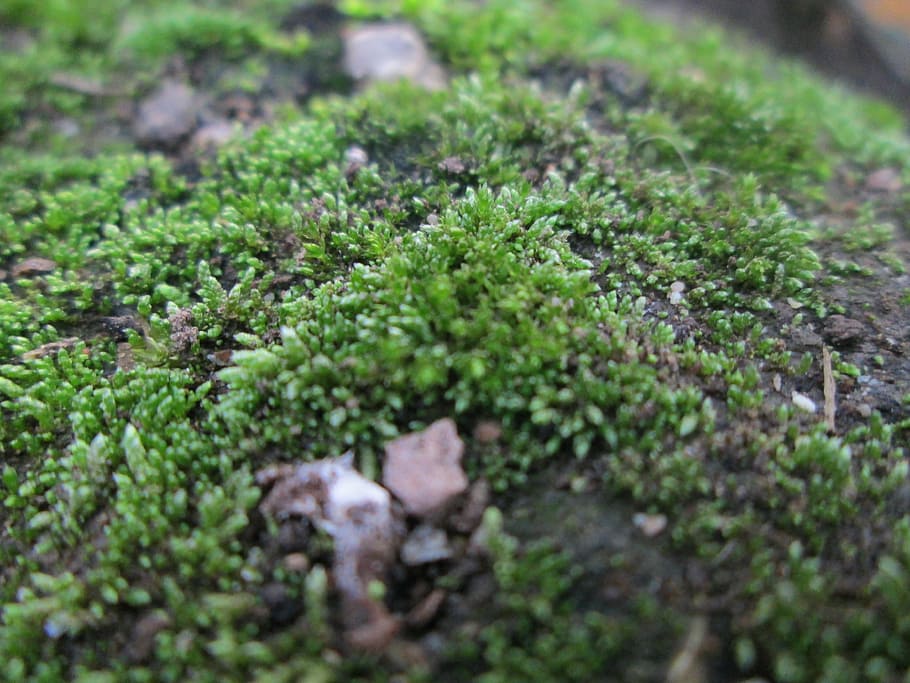 moss, ground, forest, earth, green, plant, growth, green color HD wallpaper