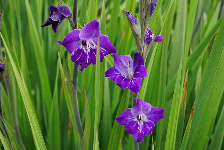 gladiolus, purple, blue, flower, grass, green, nature, spring, HD wallpaper