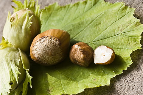 nut, hazelnut, green, eat, food, shell, walnut collection, nut mix HD wallpaper