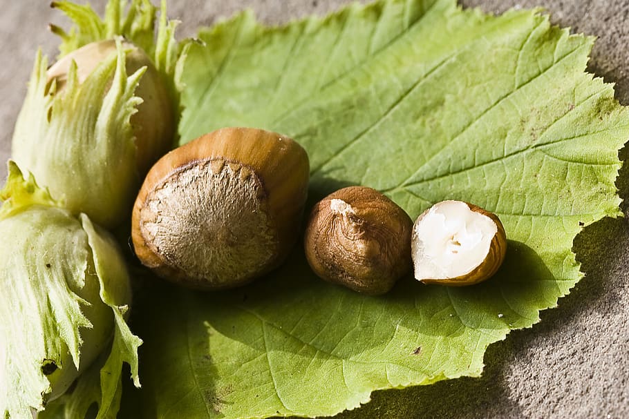 nut, hazelnut, green, eat, food, shell, walnut collection, nut mix HD wallpaper